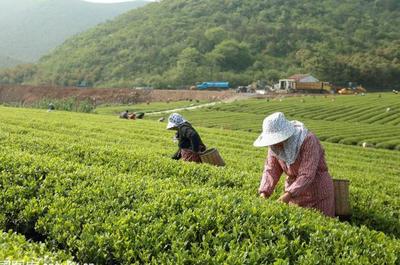 草根“茶人”羅平琴 茶山種出致富夢，年入40萬的創(chuàng)業(yè)心路