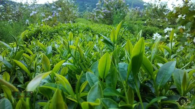 清遠(yuǎn)擎畫茶業(yè)藍(lán)圖 英德紅茶劍指“中國紅茶第一品牌”，百萬畝產(chǎn)區(qū)蓄勢待發(fā)